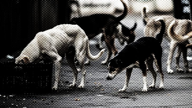 https://salarnews.in/public/uploads/images/newsimages/maannewsimage31102026_222327_stary dogs.jpg
